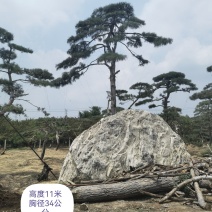 造型黑松赤松油松基地
