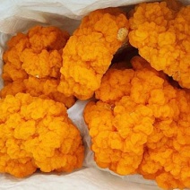 金耳菌
