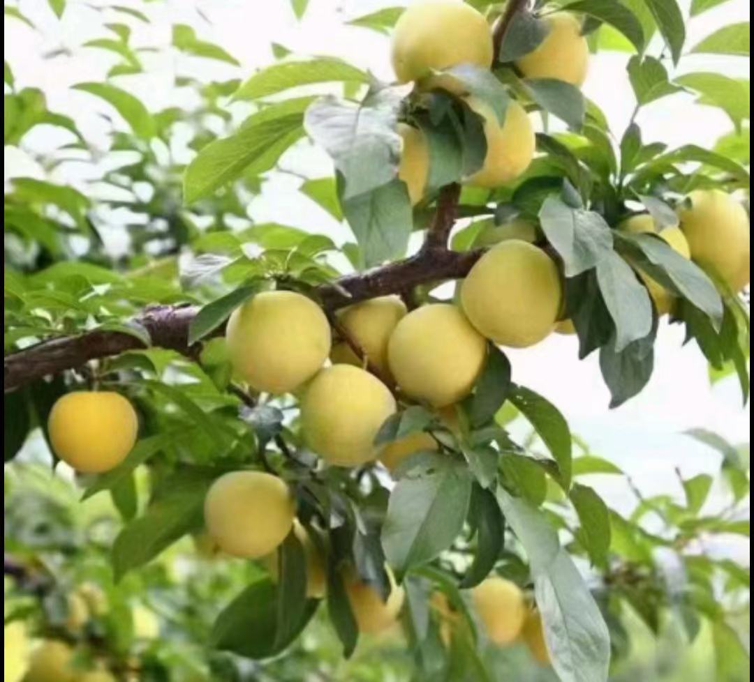 奉化锦园桃形李挂果实景图