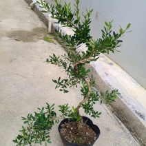 广东雀舌皱皮黄杨杯苗，广东揭阳发货