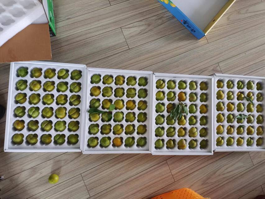 柱状图对比蜂糖李、普通李子、葡萄、荔枝的糖分含量(g/100g),标注蜂糖李糖分13.8g,低于葡萄18.5g和荔枝17.2g,配有单位说明和数据来源注释 蜂糖李营养成分对比图