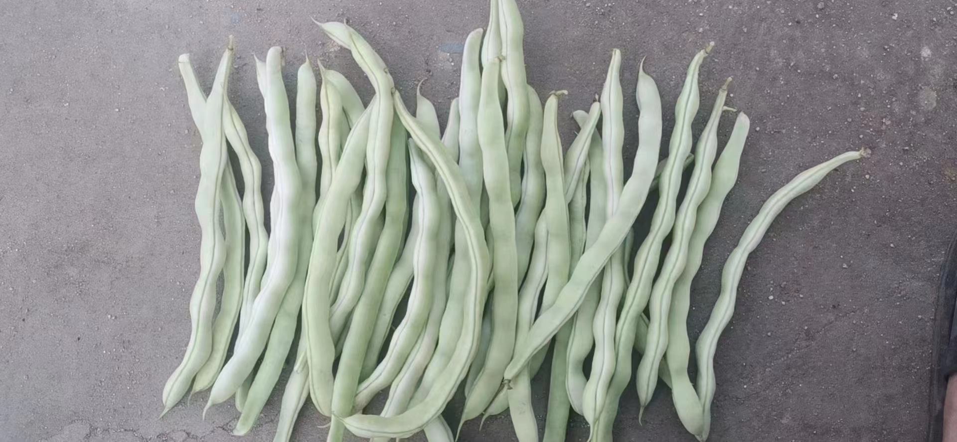 白不老文创产品