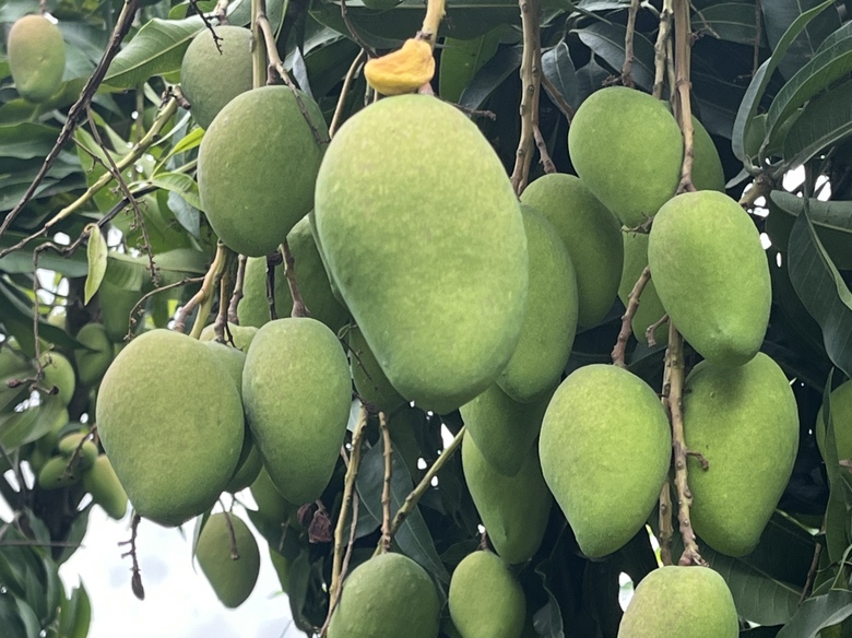 芒果芽类型示意图