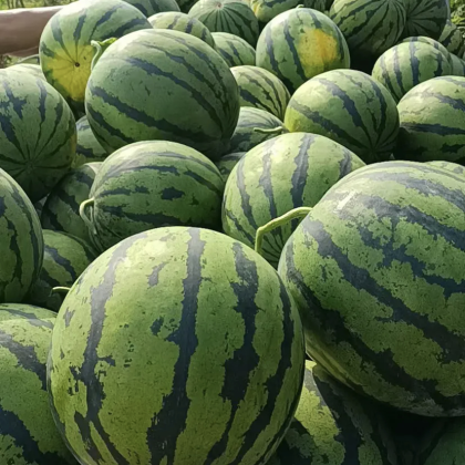 四川金城5号西瓜价格行情走势 - 一亩田