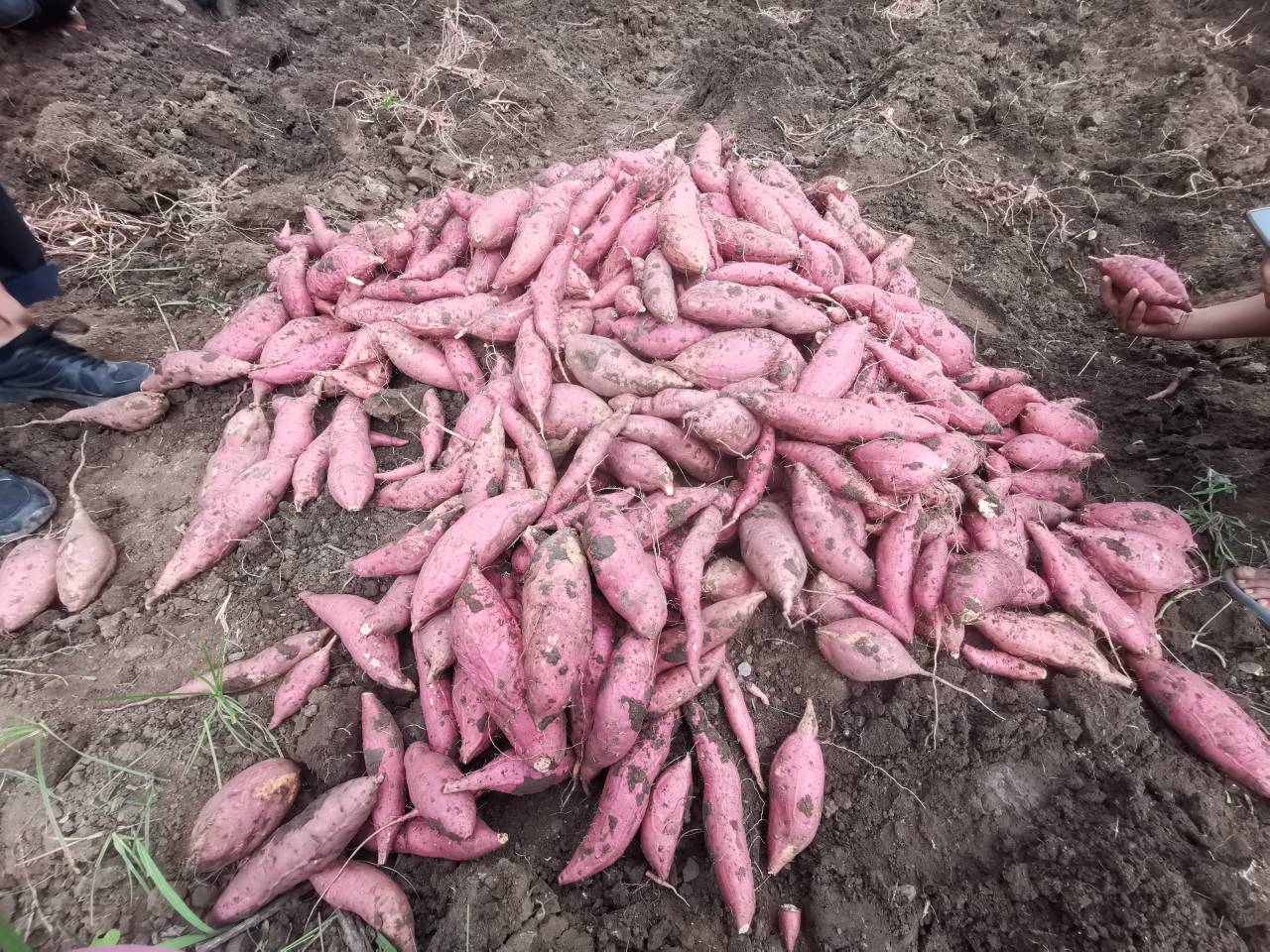 烟薯二十五新鲜采挖场景