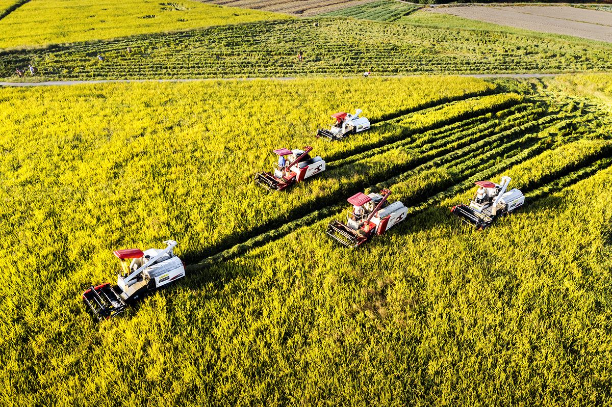 挖毛芋头的人们在田间劳作