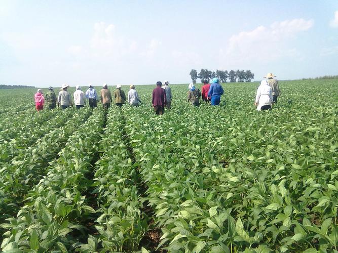 蚕豆田间播种场景
