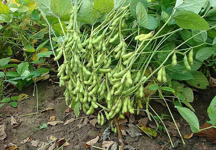 展示黄棉一号大豆植株,豆荚饱满,豆棉呈淡黄色 黄棉一号大豆植株