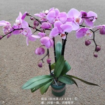 加仑盆蝴蝶兰阳光美人3.5寸四梗开花27元一20装一箱