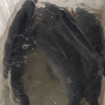 刚到一批黑碗有合适的老板可以联系我