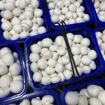 天龙双孢菇