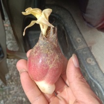 洋荷
