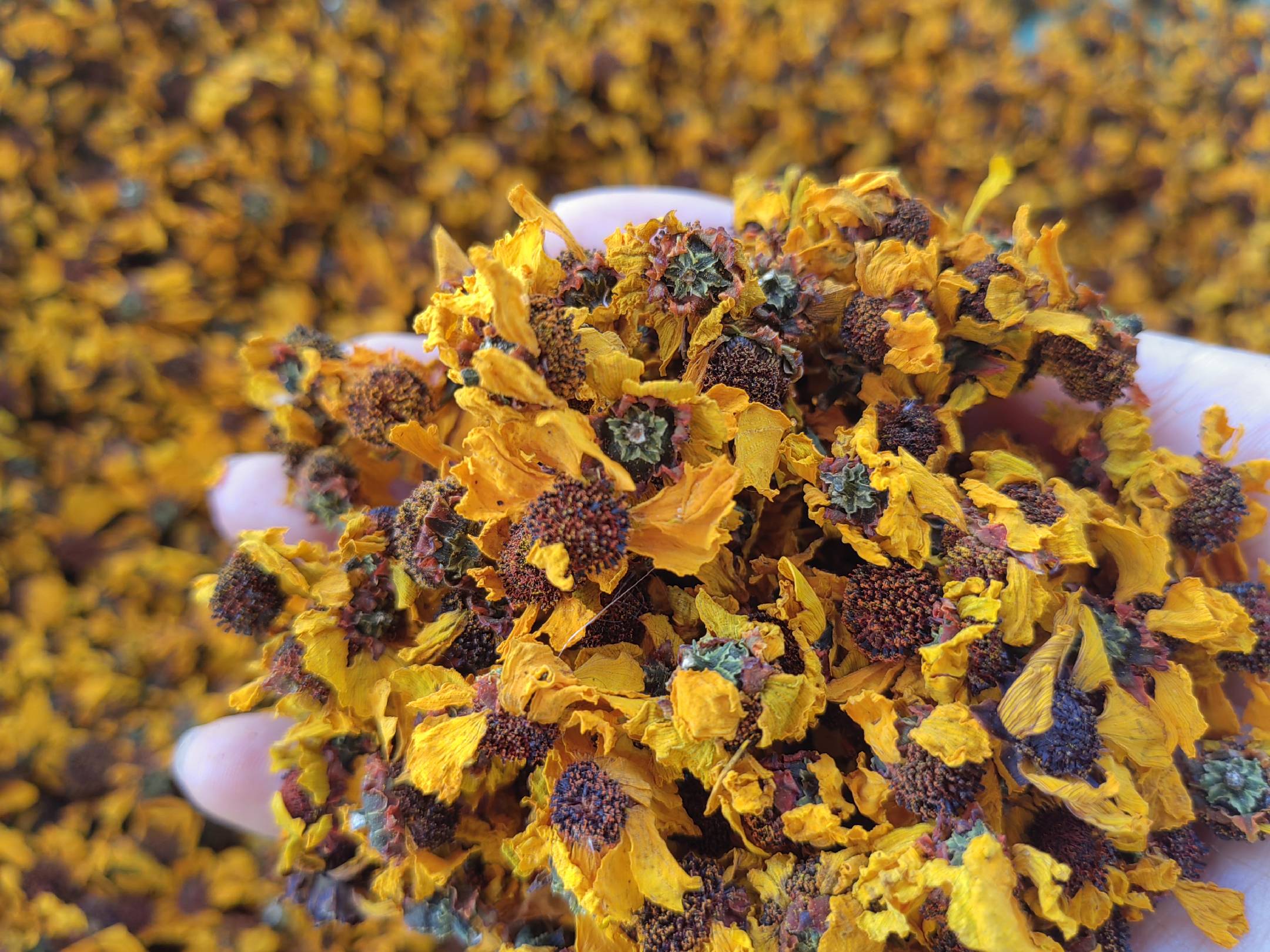 天山雪菊茶与其他花茶的对比