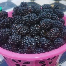 覆盆子黑莓