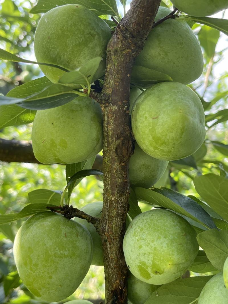 价格(元/斤)品种产地李子产地热销微信交谈询最底价立即订购奈李李