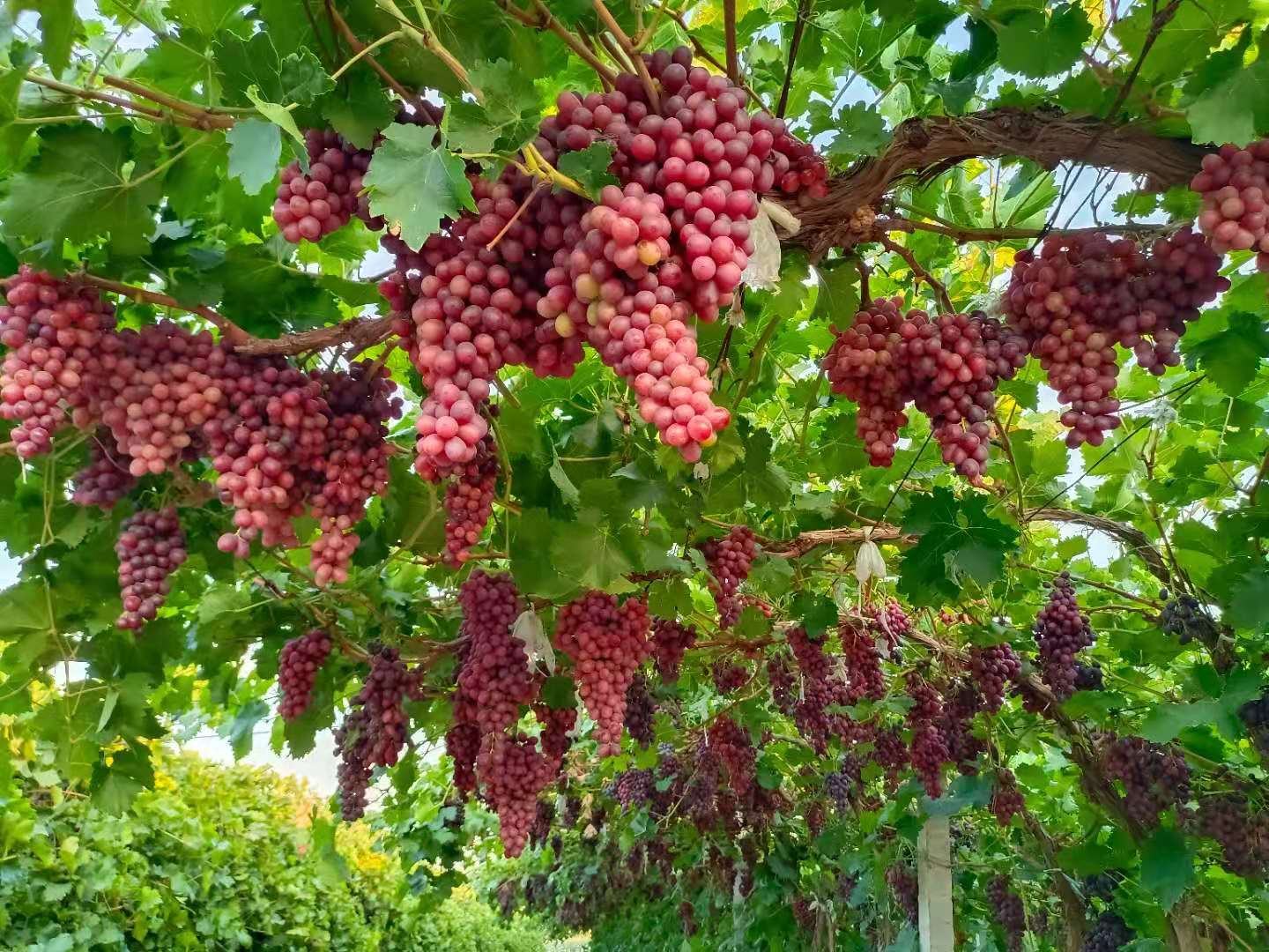 维多利亚葡萄果穗处理现场,工作人员正在使用膨果药进行果穗浸渍处理 维多利亚葡萄果穗处理现场