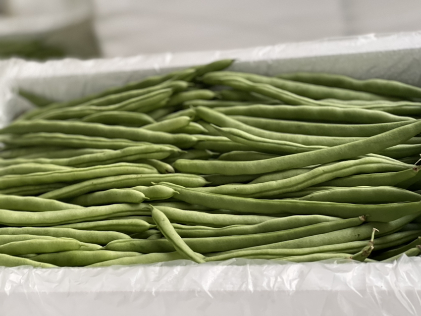 白四季豆实物图