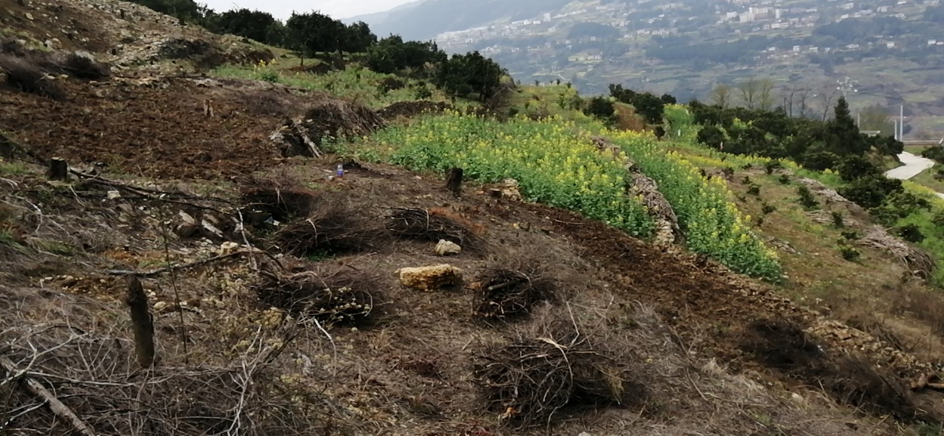 奉节县与眉山市地理位置对比图
