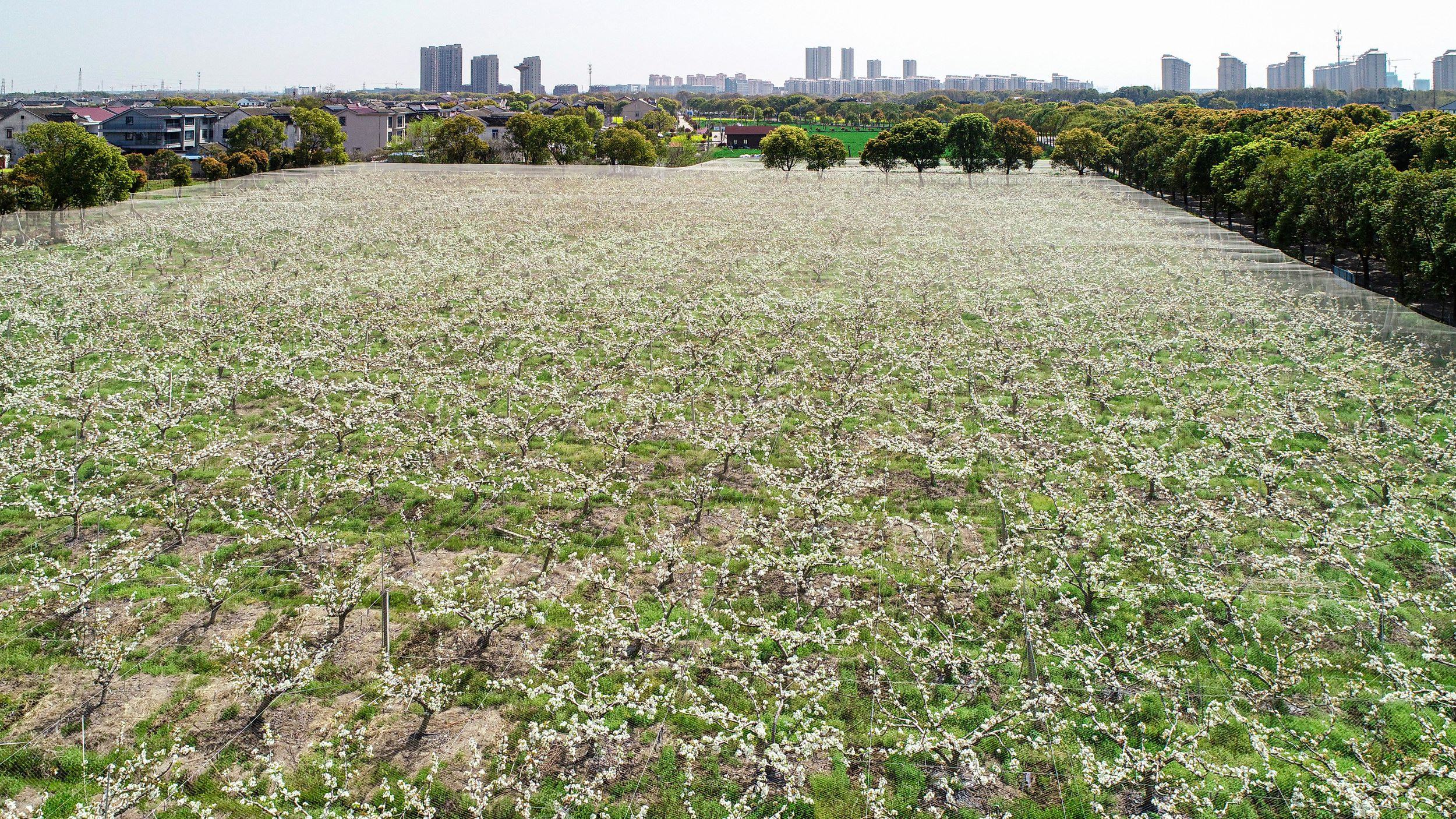 一片绿意盎然的翠冠梨果园,成排的梨树整齐分布,枝头挂满青翠饱满的翠冠梨,阳光透过树叶洒在果实上,展现出丰收的景象,背景为丘陵地貌,远处有农舍和蓝天白云 翠冠梨果园全景图
