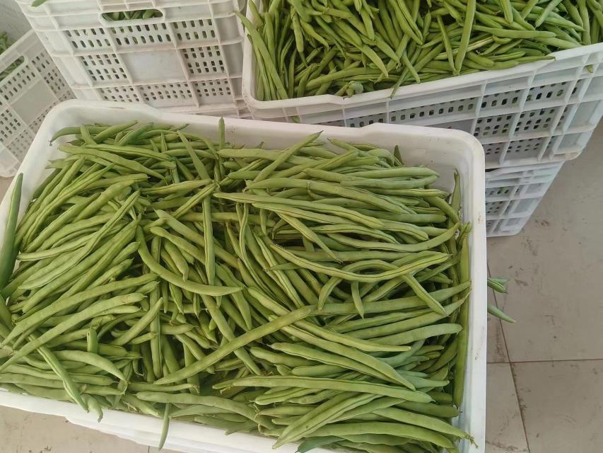健康四季豆食谱示意图