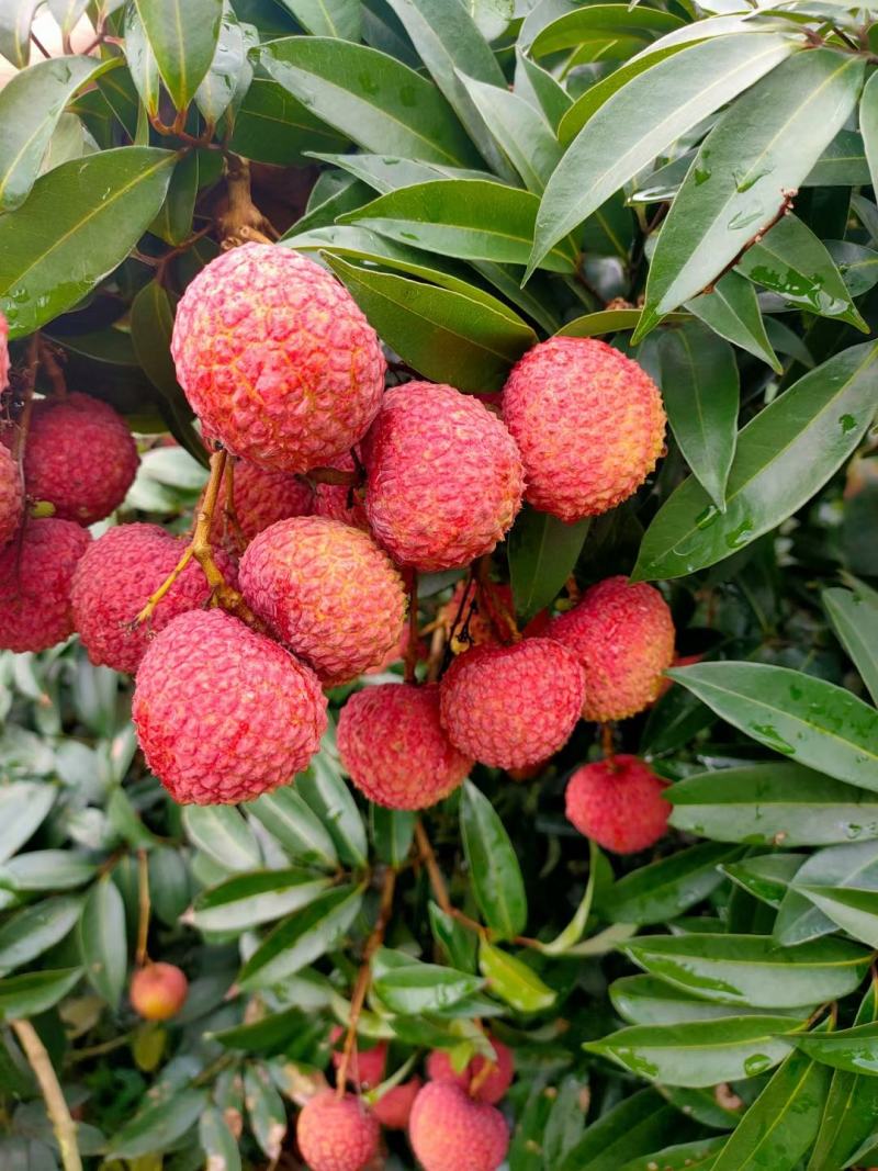 广东广州天河区荔枝 35.00元/斤合浦公馆香山