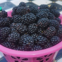 黑莓鲜果靓丽而行
