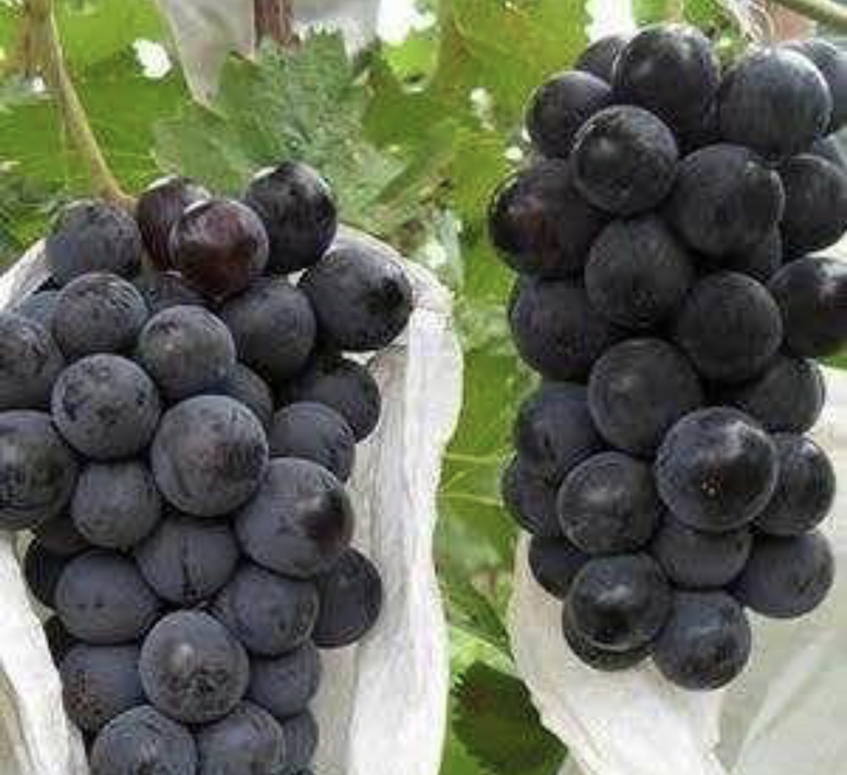 葡萄营养成分对比图