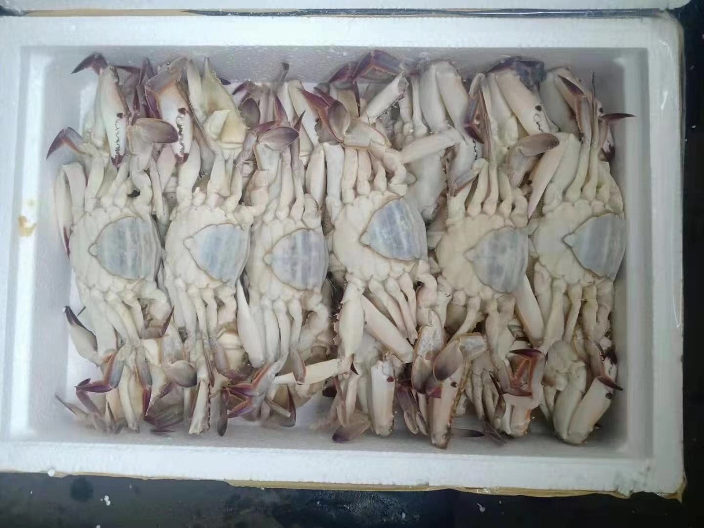 梭子蟹在家用冰箱冷冻室中的存放状态