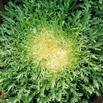 荷兰花叶苦苣菜种子黄心细叶苦菊种籽花皇帝苦苣蔬菜四季播