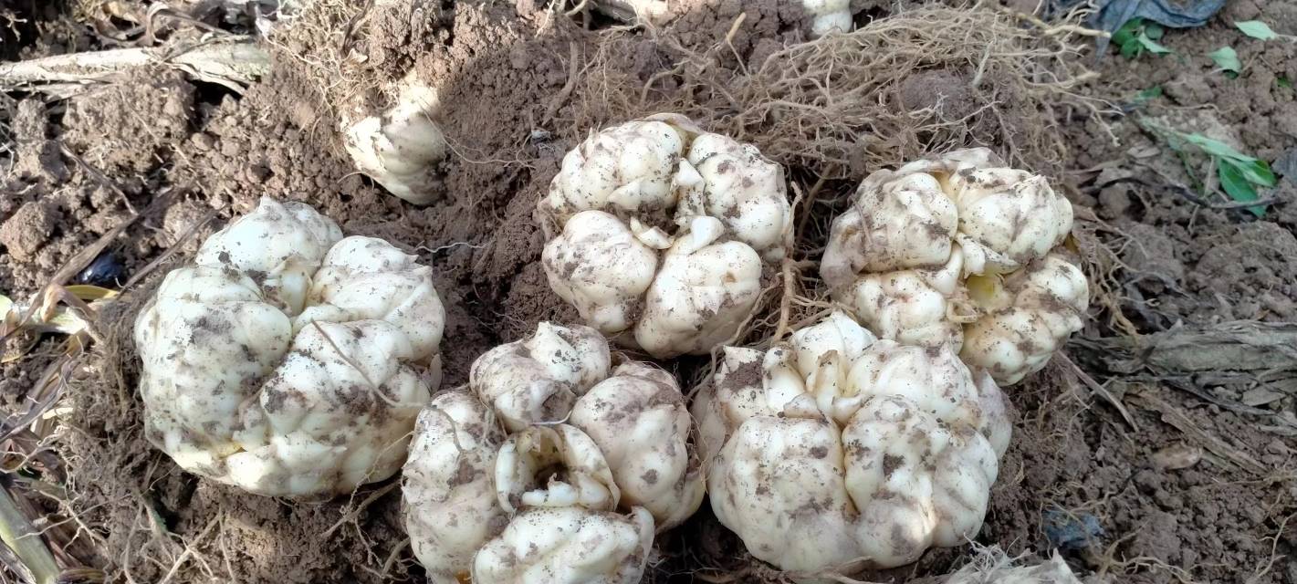 俯视视角:成片百合田中,大部分植株茎叶已呈均匀黄褐色,部分叶片完全枯萎倒伏,地面裸露处可见浅层松土痕迹,暗示即将采收;远处有农户身影正在整理农具,天空晴朗,光影对比柔和,呈现典型的秋季成熟采收季氛围 百合田间成熟期航拍全景