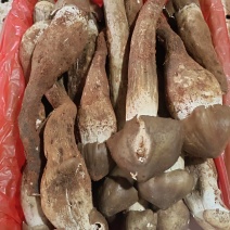 云南本地黑皮鸡枞各种野生菌