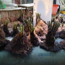 基地直销蕨类植物老桩熟桩异形蕨多头连体蕨批发零售