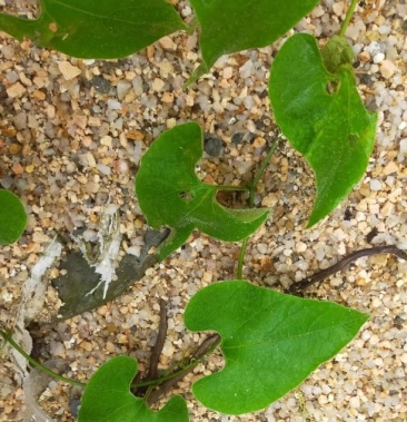 防己 石蟾蜍 鲜薯55/斤