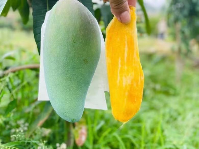 未成熟与成熟芒果对比图