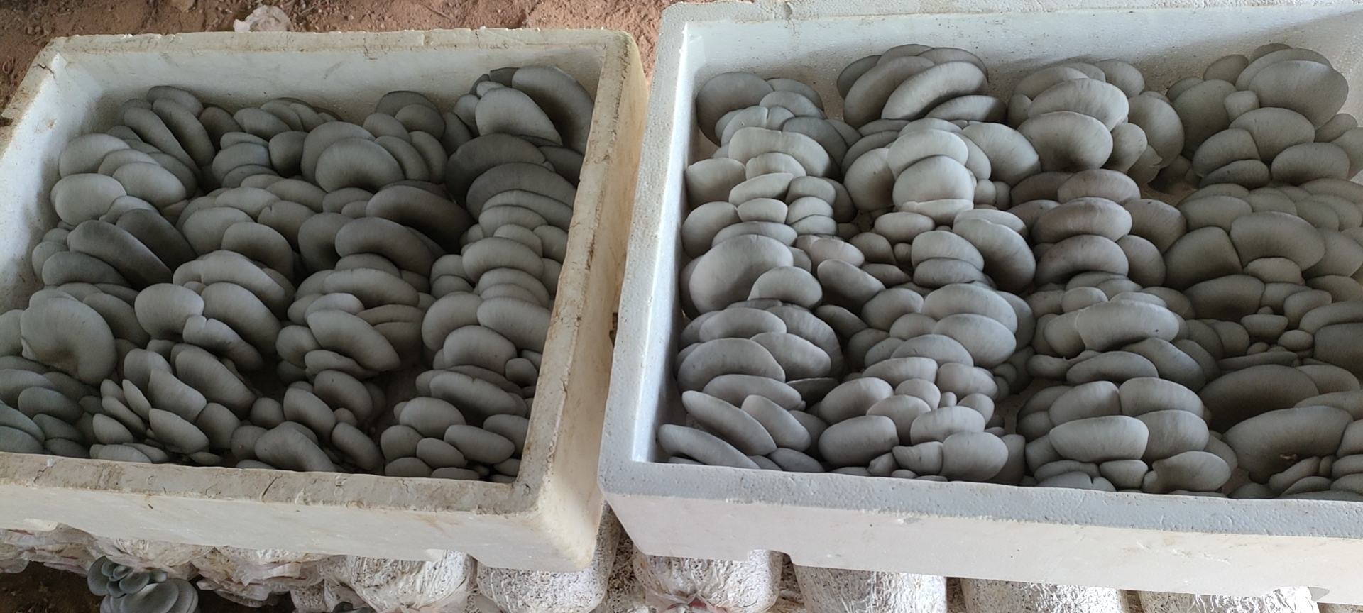 新鲜采摘的平菇,展示其自然色泽与质地 新鲜采摘的平菇