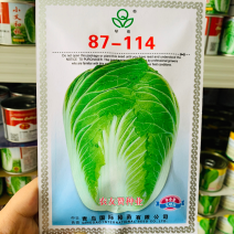 琴萌87114大白菜种子山东大白菜杂交种子，中晚熟白菜
