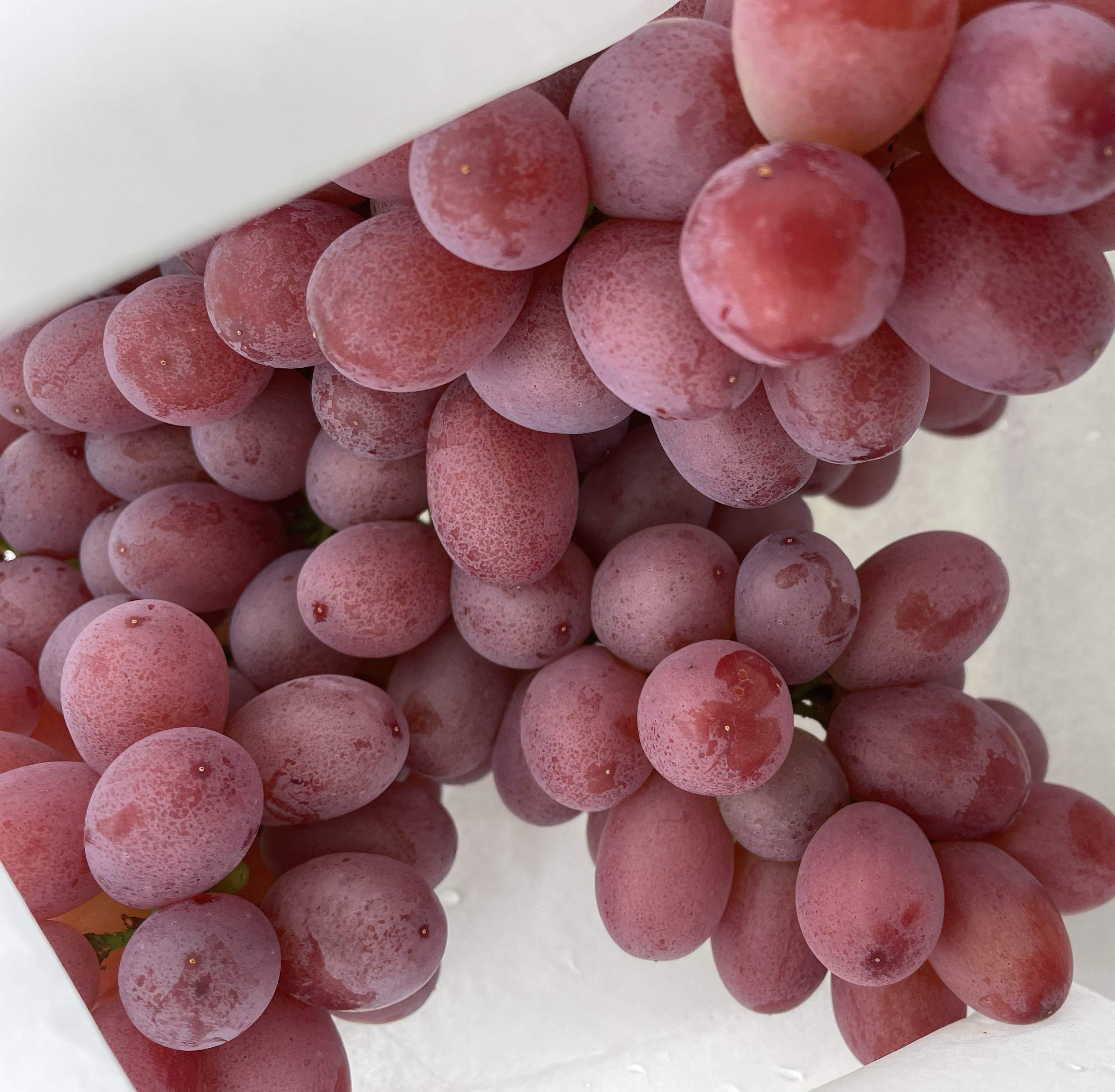 克伦生葡萄特写：一串完整挂果的成熟克伦生葡萄，果粒紧密排列，每颗均呈饱满长椭圆形，表皮光滑泛蜡质光泽，呈现均匀的深玫瑰红色，部分果粒带有细微果粉，背景为阳光照射下的绿色藤蔓与褐色木质葡萄架