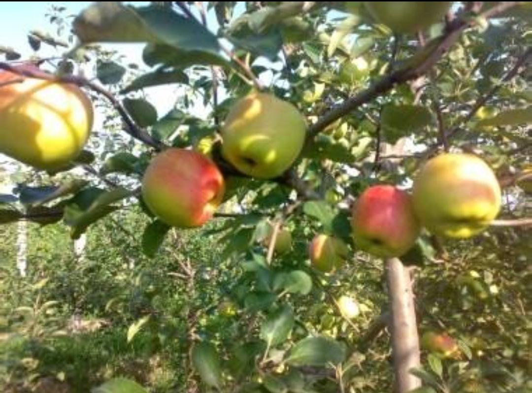 藤木苹果成熟果实特写,显示其红黄相间的果皮和饱满的果形 藤木苹果成熟果实特写