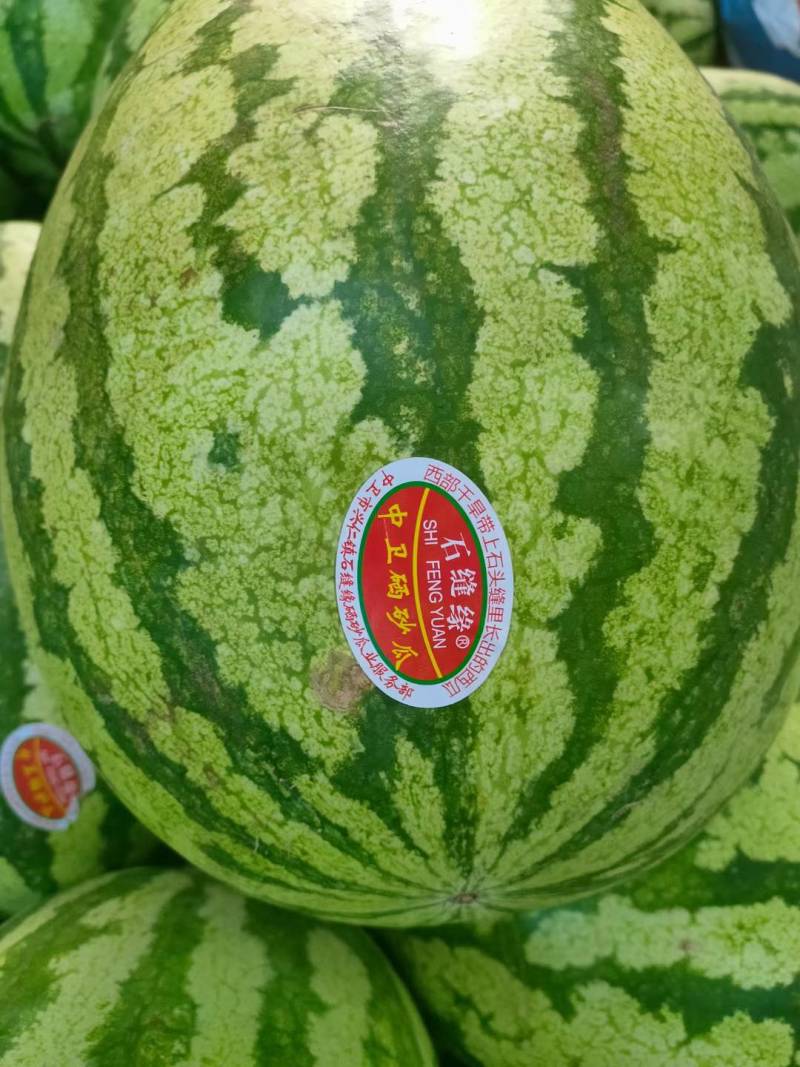 宁夏硒砂石缝瓜,开始大量接单.有需要的可以联系我