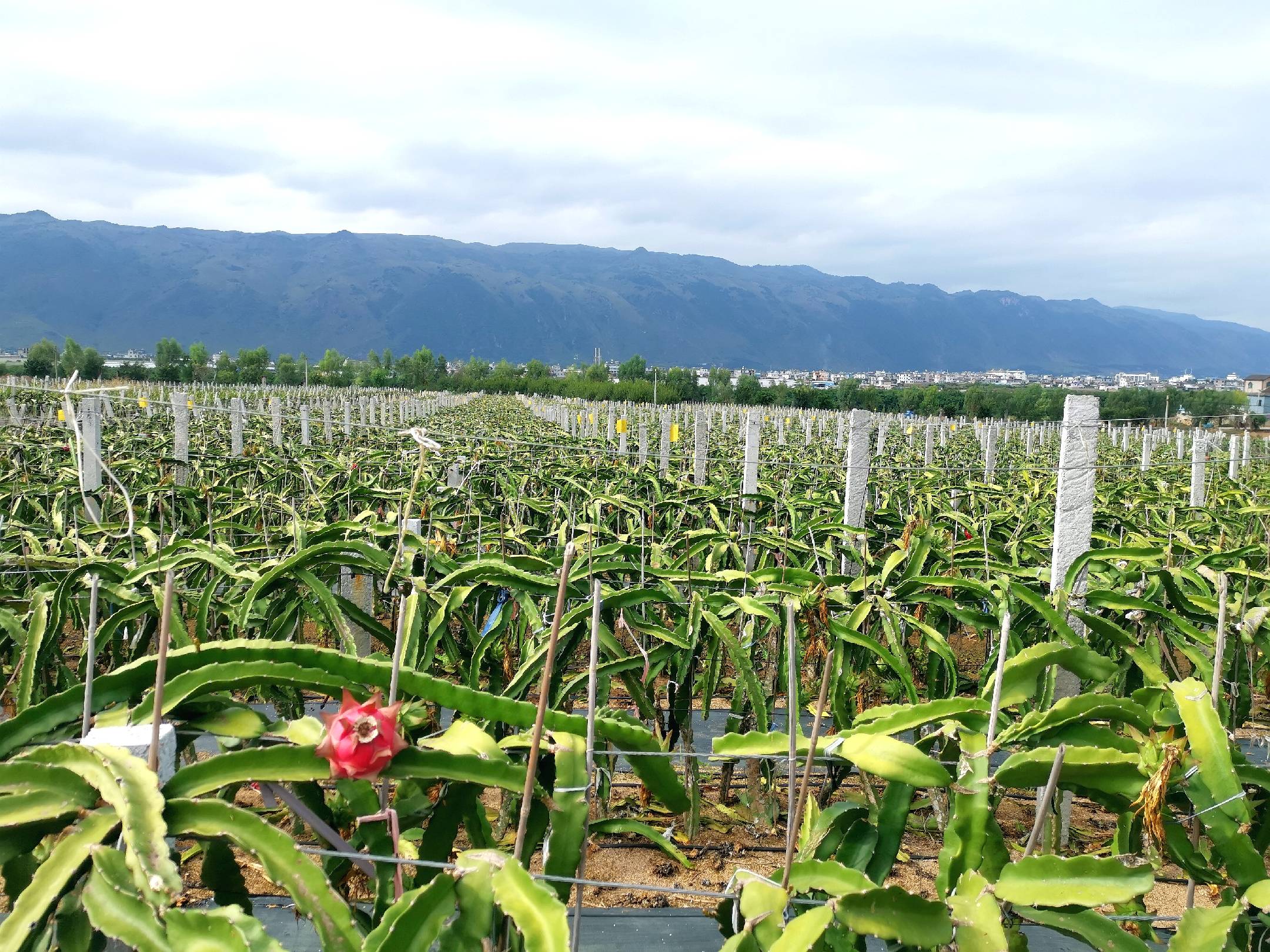 火龙果主要产地分布图