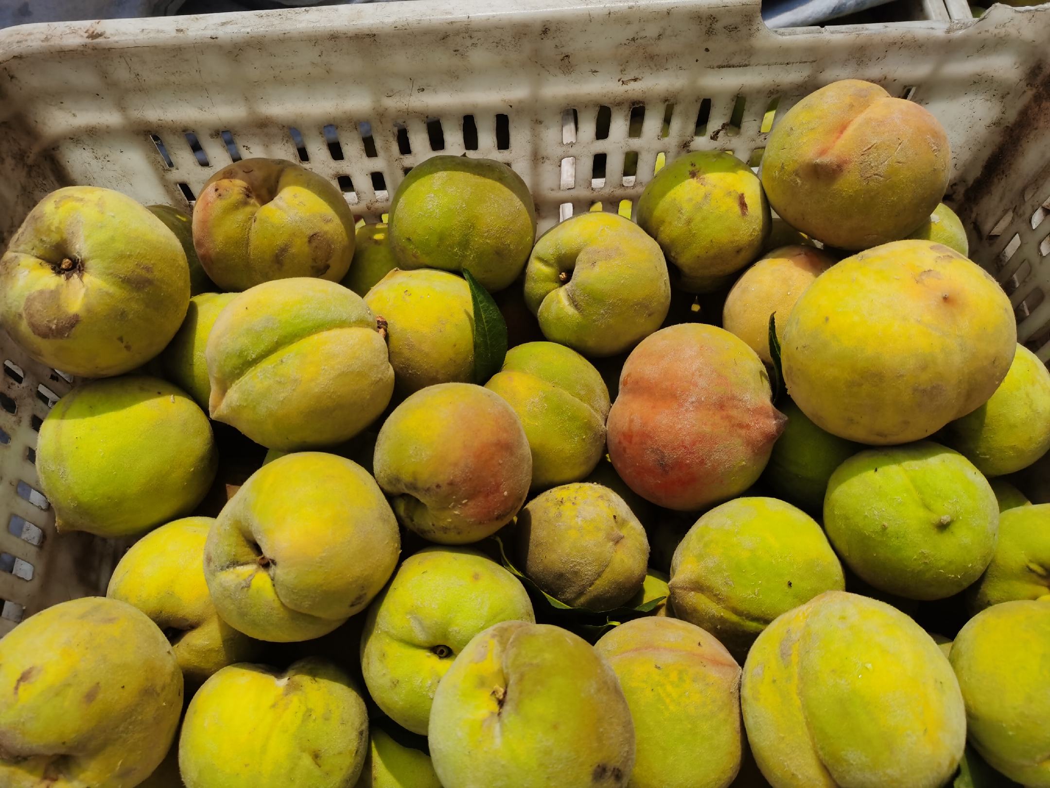 果农在果园中采摘成熟的83黄桃,果实饱满,色泽金黄 83黄桃成熟期果园采摘现场