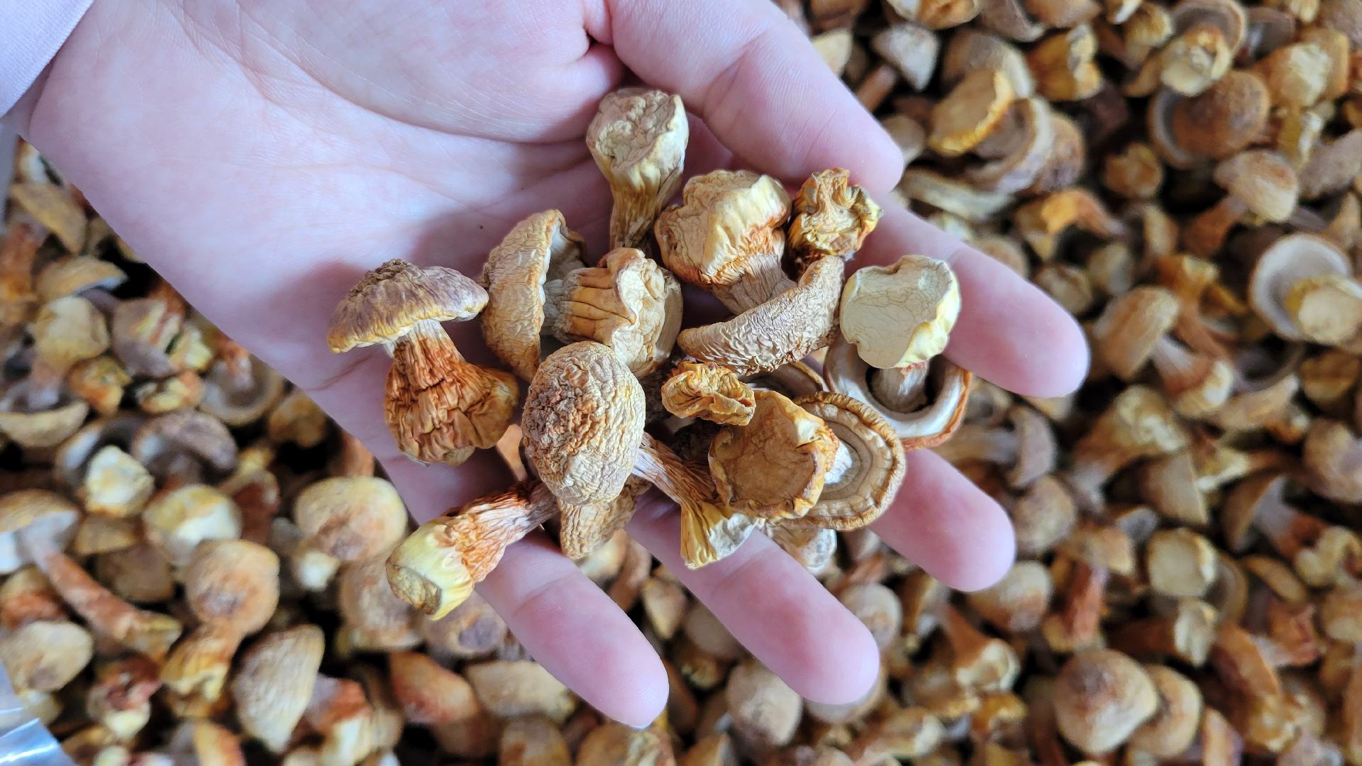 清远鸡与姬松茸炖煮过程