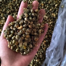 胎菊花茶，养生专用，药用，颜色好看丹丹中药