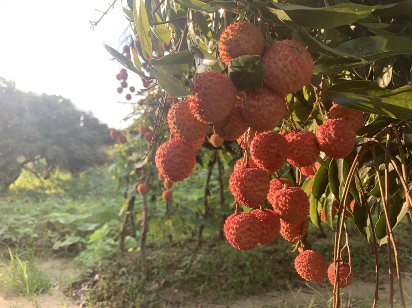 展示南红荔枝冻108在阳光下的种植园,果树整齐排列,果实挂满枝头 南红荔枝冻108种植园实景