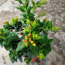 相思豆带果盆栽阳台庭院好养耐热木本花卉火龙珠树苗带果观赏