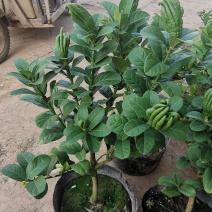 佛手盆栽带果千佛手苗盆景室内外阳台庭院花卉绿植可食用
