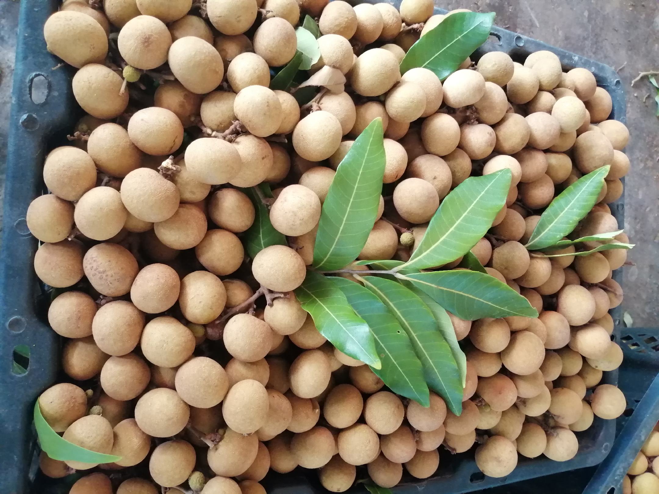 新鲜采摘的储良龙眼果实剥出的干燥龙眼壳,呈浅褐色,表面有清晰纵向沟纹,壳体完整未破碎,背景为自然竹编簸箕,体现农产品原生态特征 龙眼壳特写