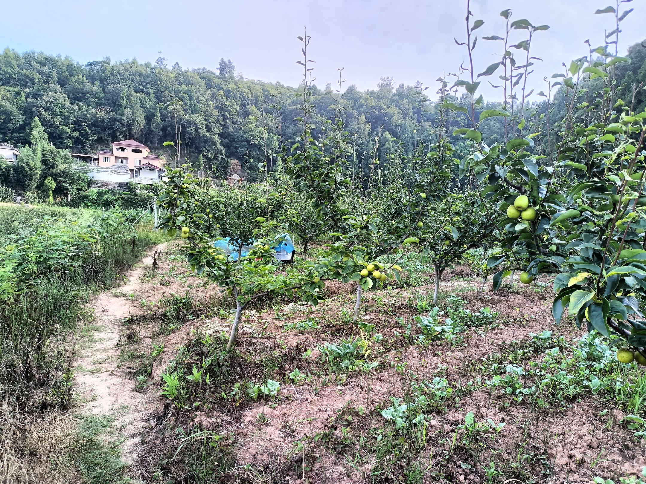 一片连绵起伏的酥梨果园,阳光洒在成排的梨树上,枝头挂满金黄色的酥梨,果农正在田间忙碌采摘,远处有农用三轮车运输果实,背景是蓝天白云下的乡村田园风光 酥梨果园全景图