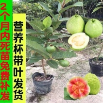 番石榴树