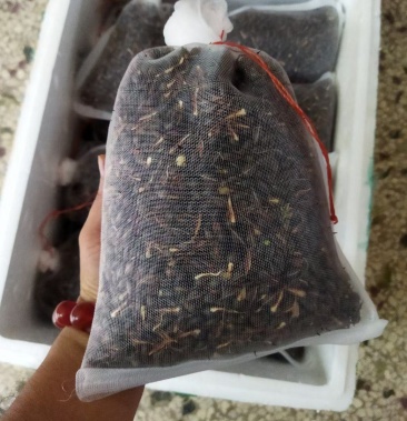 [沉香种子批发]沉香种子沉香果奇楠沉香种子白木香海南沉香价格100.